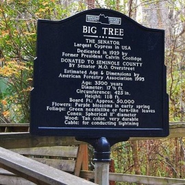 The Senator Tree
