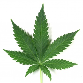 Healthy Leaf Medical